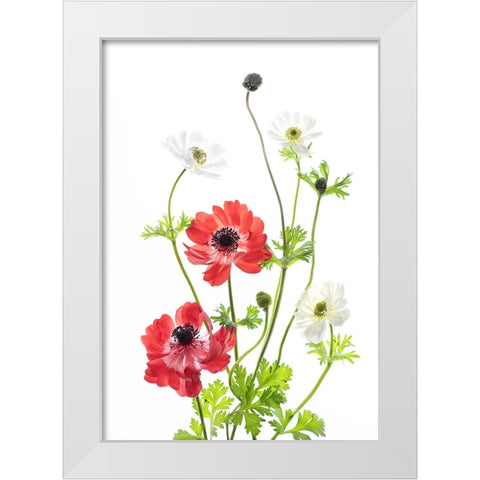 Spring Anemone Family White Modern Wood Framed Art Print by iPuraVida