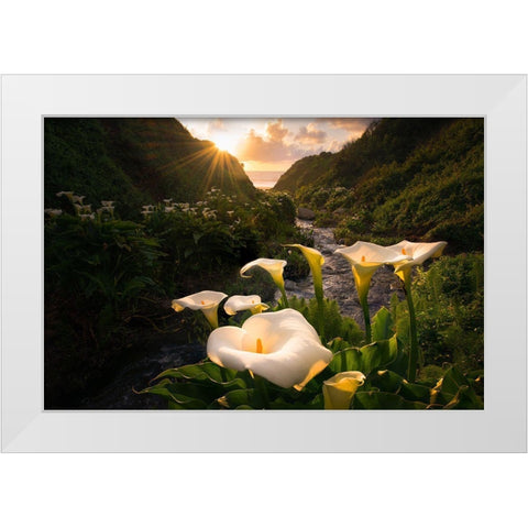 Calla Lily World White Modern Wood Framed Art Print by Macua, Gerald