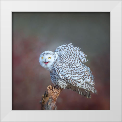 Calling White Modern Wood Framed Art Print by Wong, Fion