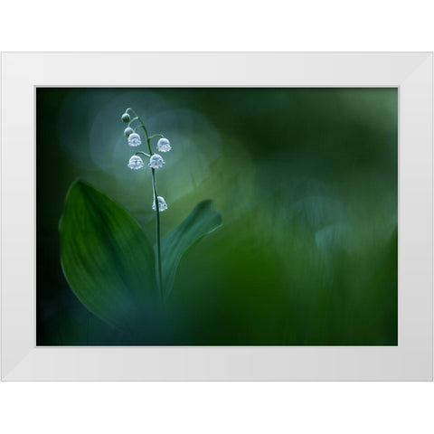 Lilly Of The Valley White Modern Wood Framed Art Print by Dvorak, Petra