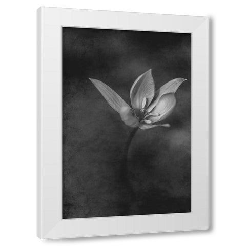 The Crocus White Modern Wood Framed Art Print by Kiral, Cicek