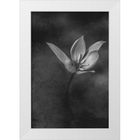 The Crocus White Modern Wood Framed Art Print by Kiral, Cicek