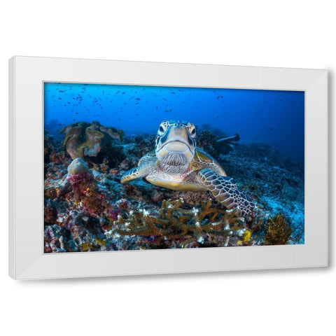 Face To Face With A Green Turtle White Modern Wood Framed Art Print by Gabriel, Barathieu