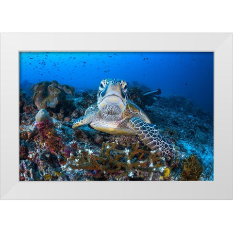 Face To Face With A Green Turtle White Modern Wood Framed Art Print by Gabriel, Barathieu