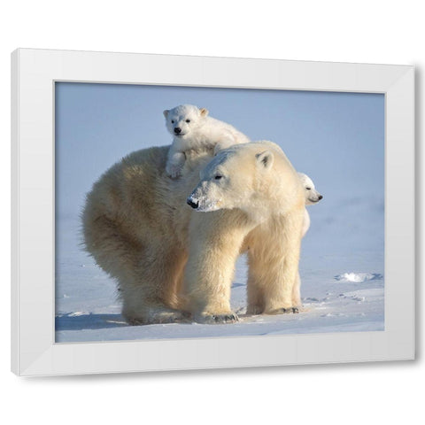 Mischievous Little Polar Bear White Modern Wood Framed Art Print by Tsui, Hung