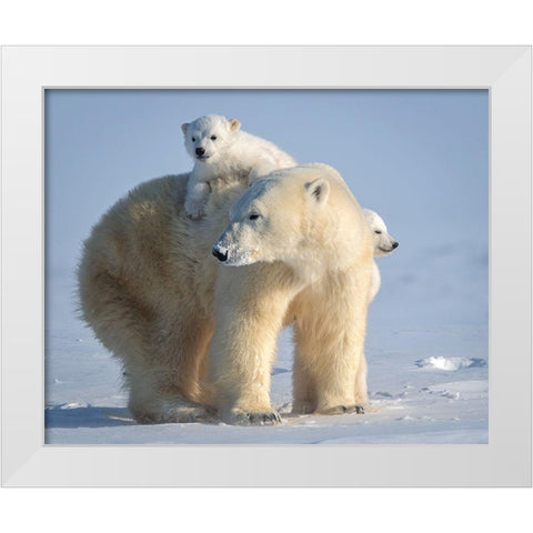 Mischievous Little Polar Bear White Modern Wood Framed Art Print by Tsui, Hung