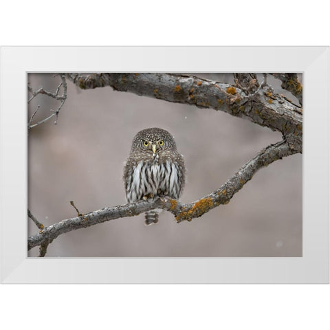 Little Guy In The Snow White Modern Wood Framed Art Print by Barsh, Greg