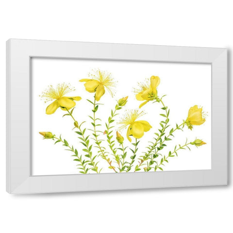 Hypericum White Modern Wood Framed Art Print by Disher, Mandy