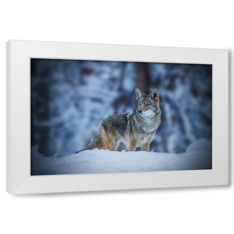 Coyote In Winter White Modern Wood Framed Art Print by Qiu, Jenny