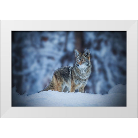Coyote In Winter White Modern Wood Framed Art Print by Qiu, Jenny