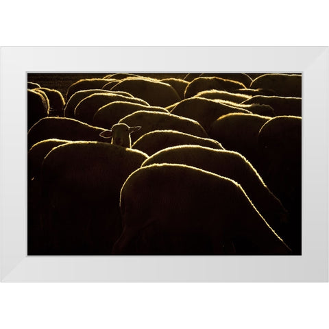 Confused White Modern Wood Framed Art Print by Bagci, Emir