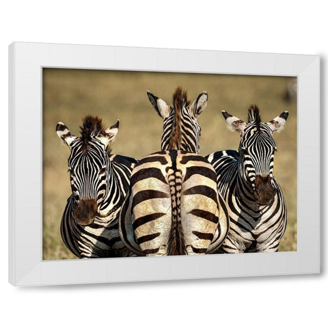 Zebra White Modern Wood Framed Art Print by Tsui, Hung