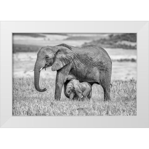 Staying Close And Protected White Modern Wood Framed Art Print by C. Sink, Jeffrey