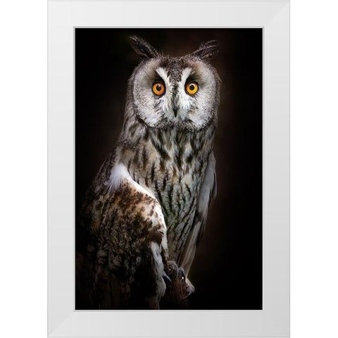 Long-Eared Owl Portrait White Modern Wood Framed Art Print by Pascual Buye, Santiago