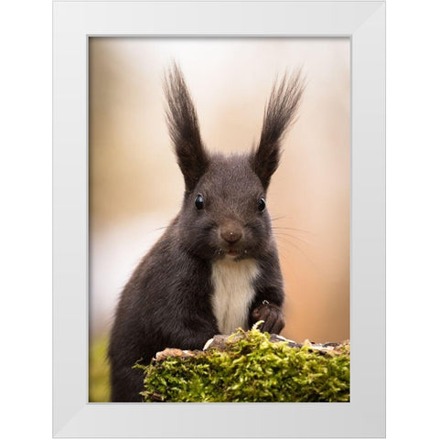 Squirrel White Modern Wood Framed Art Print by Adamec, Robert