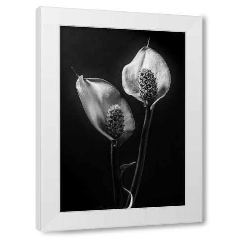 Spathiphyllum White Modern Wood Framed Art Print by Clough, Stephen