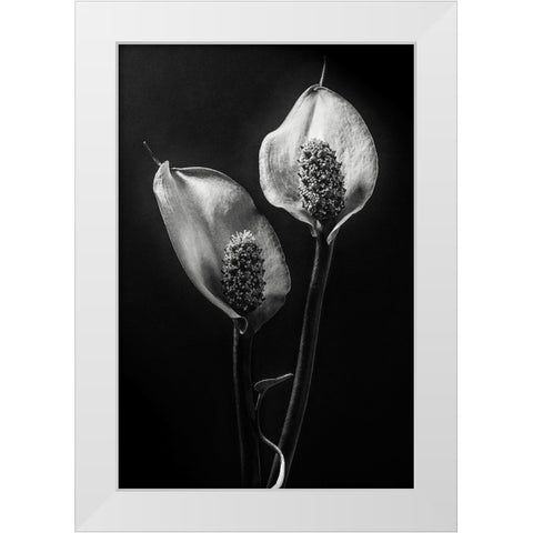 Spathiphyllum White Modern Wood Framed Art Print by Clough, Stephen