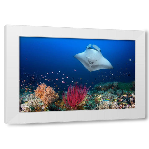Ocean Manta Ray On The Reef White Modern Wood Framed Art Print by Gabriel, Barathieu