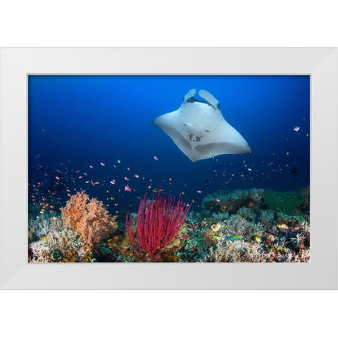 Ocean Manta Ray On The Reef White Modern Wood Framed Art Print by Gabriel, Barathieu