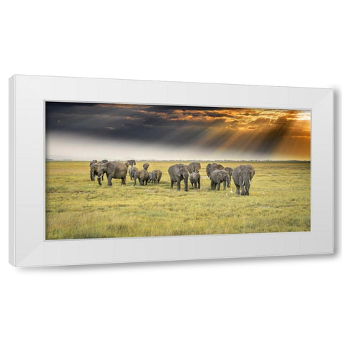 For The Love Of Elephants White Modern Wood Framed Art Print by C. Sink, Jeffrey