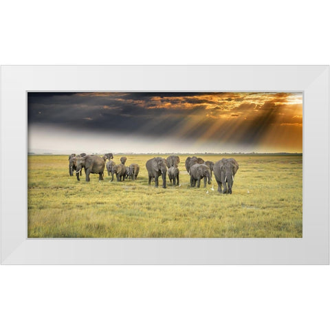 For The Love Of Elephants White Modern Wood Framed Art Print by C. Sink, Jeffrey