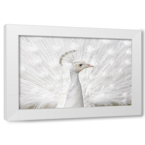 Inmaculate White Modern Wood Framed Art Print by Fegari
