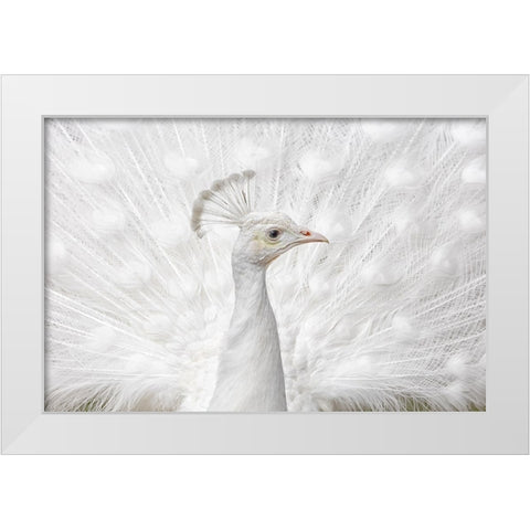 Inmaculate White Modern Wood Framed Art Print by Fegari