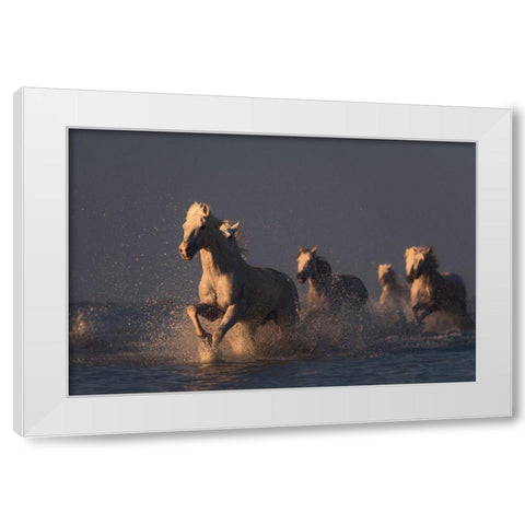 Horses In Sunset Light White Modern Wood Framed Art Print by Anton, Rostovskiy