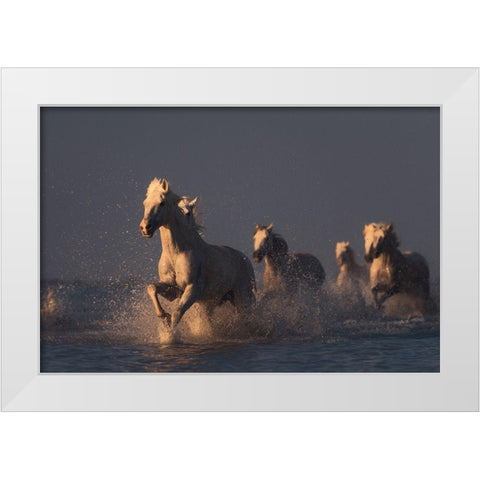 Horses In Sunset Light White Modern Wood Framed Art Print by Anton, Rostovskiy