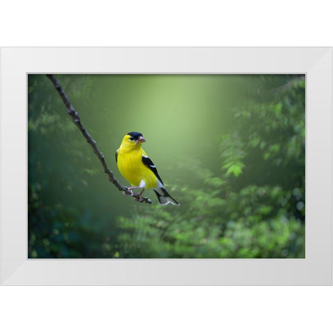 Posing Pretty White Modern Wood Framed Art Print by Maggard Arlow, Mickey