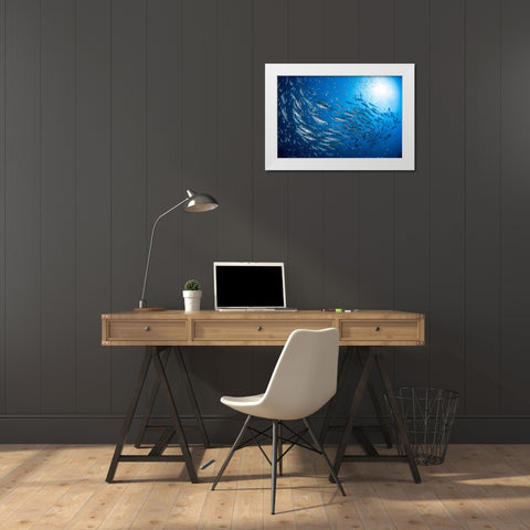 A School Of Trevaly White Modern Wood Framed Art Print by Gabriel, Barathieu