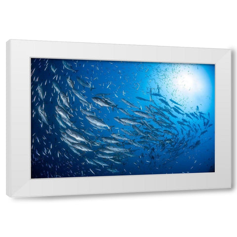 A School Of Trevaly White Modern Wood Framed Art Print by Gabriel, Barathieu