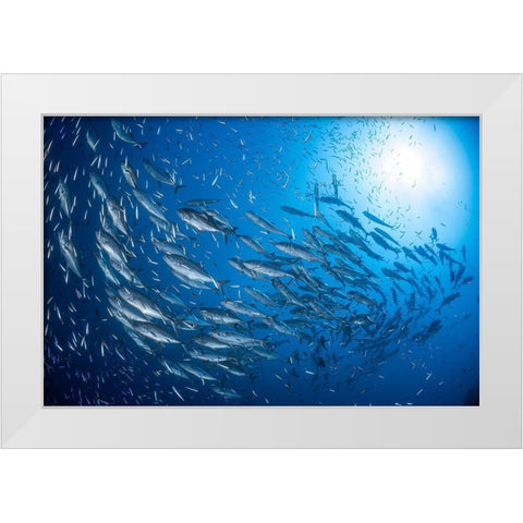 A School Of Trevaly White Modern Wood Framed Art Print by Gabriel, Barathieu