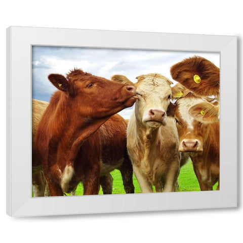 Pre Shoot White Modern Wood Framed Art Print by Clark, Ray
