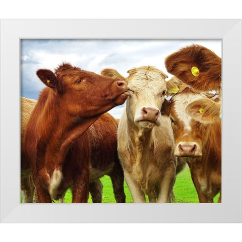 Pre Shoot White Modern Wood Framed Art Print by Clark, Ray