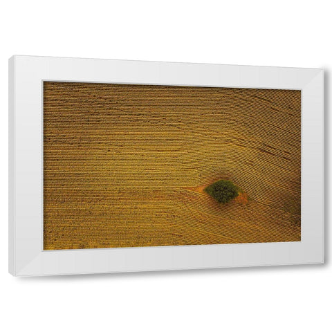 Eye In Field White Modern Wood Framed Art Print by Zheng, Michael