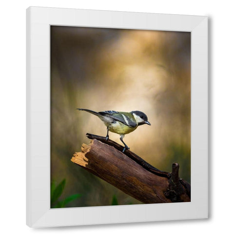 Great Tit White Modern Wood Framed Art Print by Mufti, Yanal