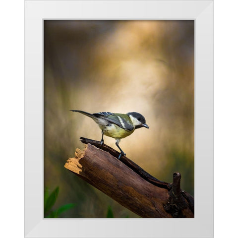 Great Tit White Modern Wood Framed Art Print by Mufti, Yanal