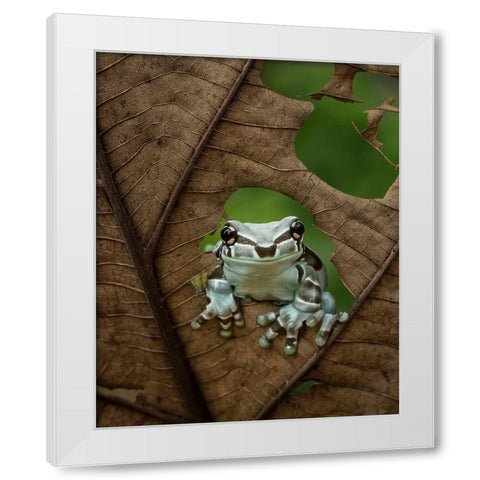 Looking At Window White Modern Wood Framed Art Print by Tantoyensen