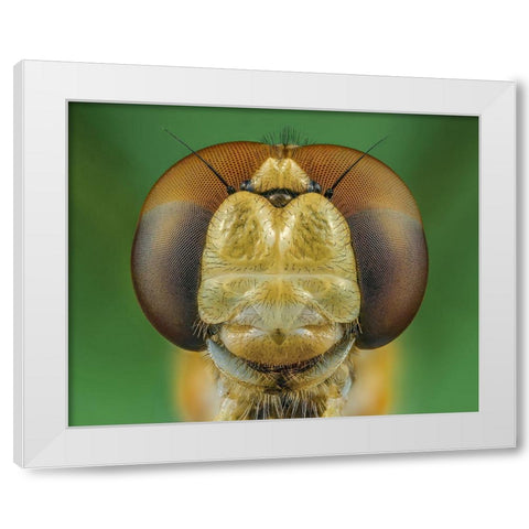 Dragonfly White Modern Wood Framed Art Print by Riyad_Hamzi