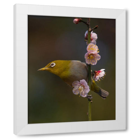 Plum Blossoms And White-Eye White Modern Wood Framed Art Print by miwa_sun_