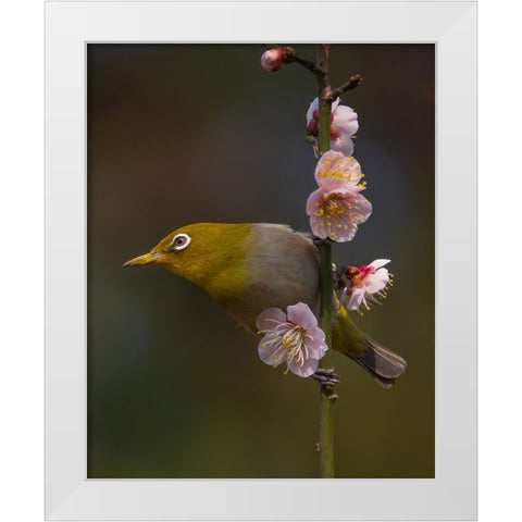 Plum Blossoms And White-Eye White Modern Wood Framed Art Print by miwa_sun_