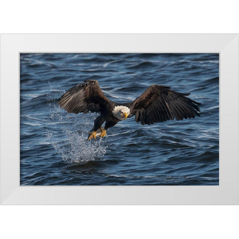 Eagle On The Mississippi River White Modern Wood Framed Art Print by Xu, Leah