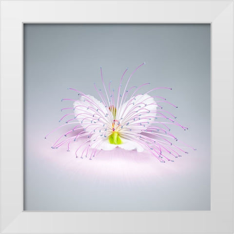 Caper Flower White Modern Wood Framed Art Print by Cavallo, Rico