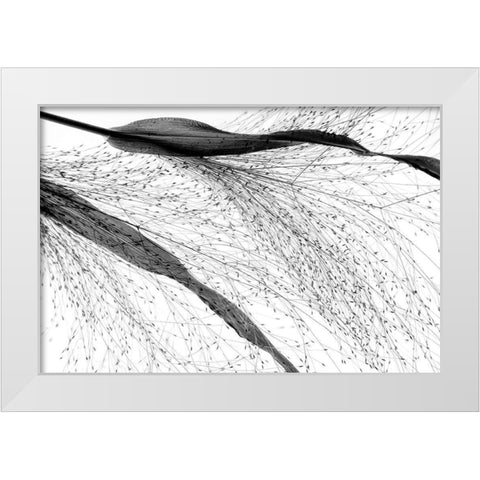Black Grass White Modern Wood Framed Art Print by Dingemans, Saskia
