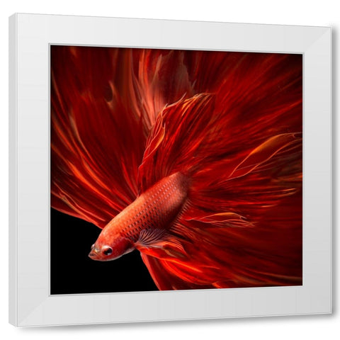 Red Fire Bettafish White Modern Wood Framed Art Print by Bunjamin, Antonyus