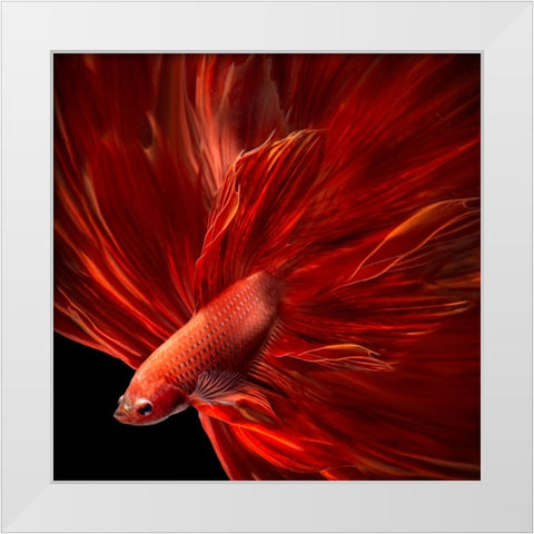 Red Fire Bettafish White Modern Wood Framed Art Print by Bunjamin, Antonyus