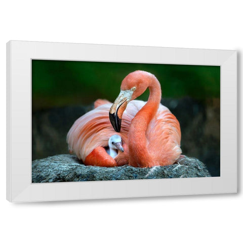 Mom Flamingo With Chick White Modern Wood Framed Art Print by Ortega, Xavier