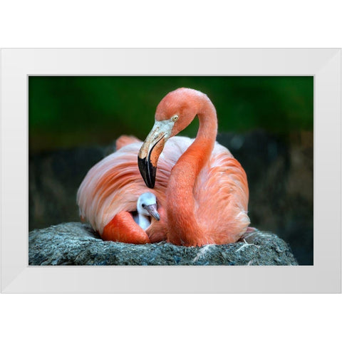 Mom Flamingo With Chick White Modern Wood Framed Art Print by Ortega, Xavier