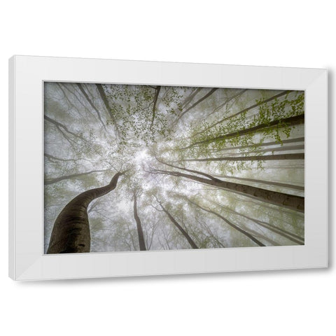 Forest Views White Modern Wood Framed Art Print by Pavlasek, Tom